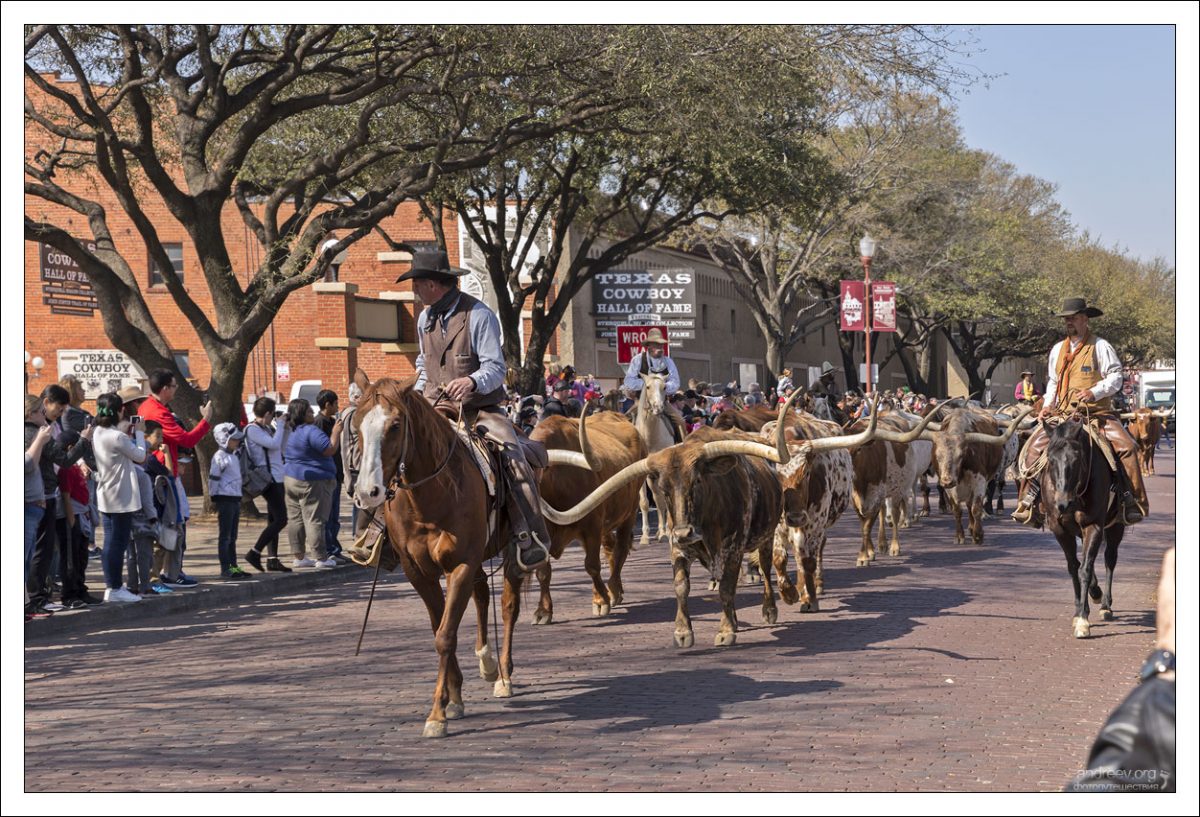 Стилизованный “cattle drive” - погон скота по улицам города.