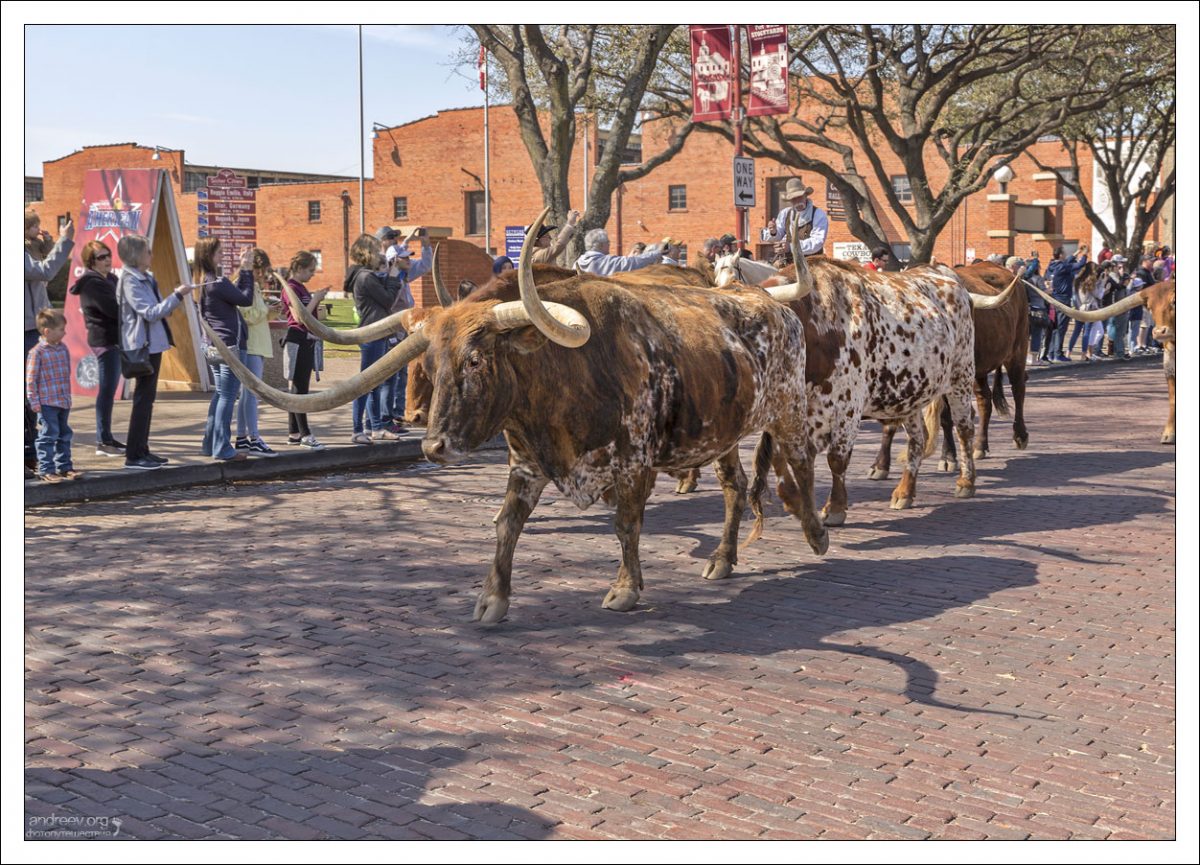 Texas Longhorn (англ. long horn – длинный рог) – это порода крупного рогатого скота, которым присуще большое разнообразие окраса.