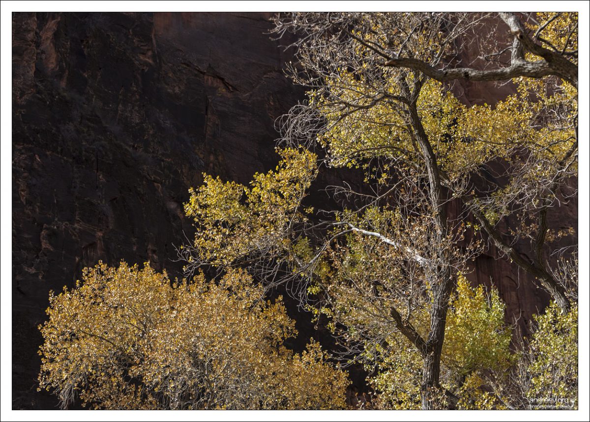 Тополь Фремонта культивируется как декоративное дерево и дерево для восстановления прибрежных зон. Осенью листва дерева приобретает очень красивый оттенок желтого.
