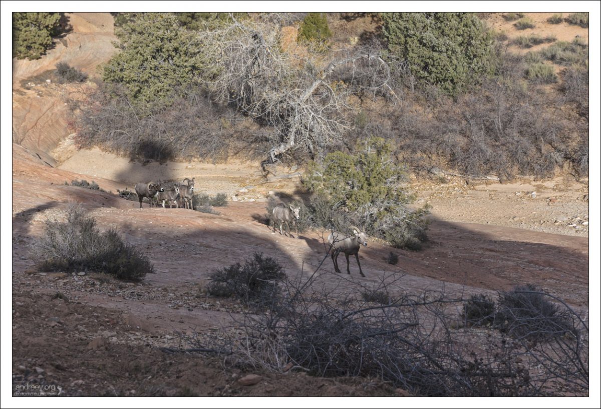 Группа пустынных баранов (desert bighorn sheep).