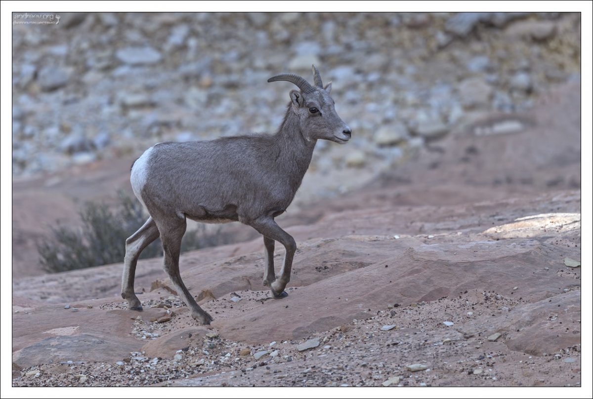 Самочка пустынного барана (desert bighorn ewe).