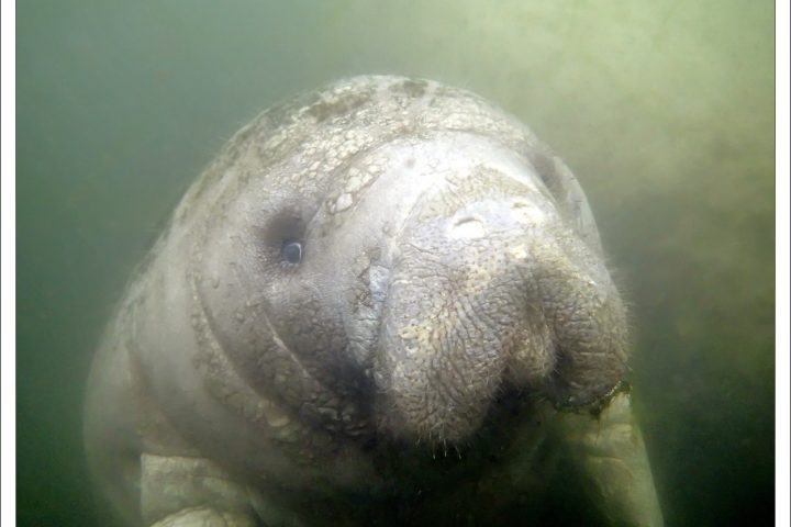 Морские коровы и гребешки, Флорида: фотографии