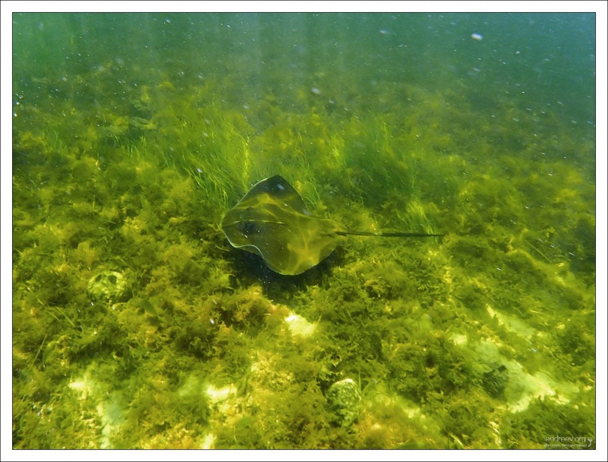 Скат Американский хвостокол (Southern stingray) в прибрежных водах Флориды.