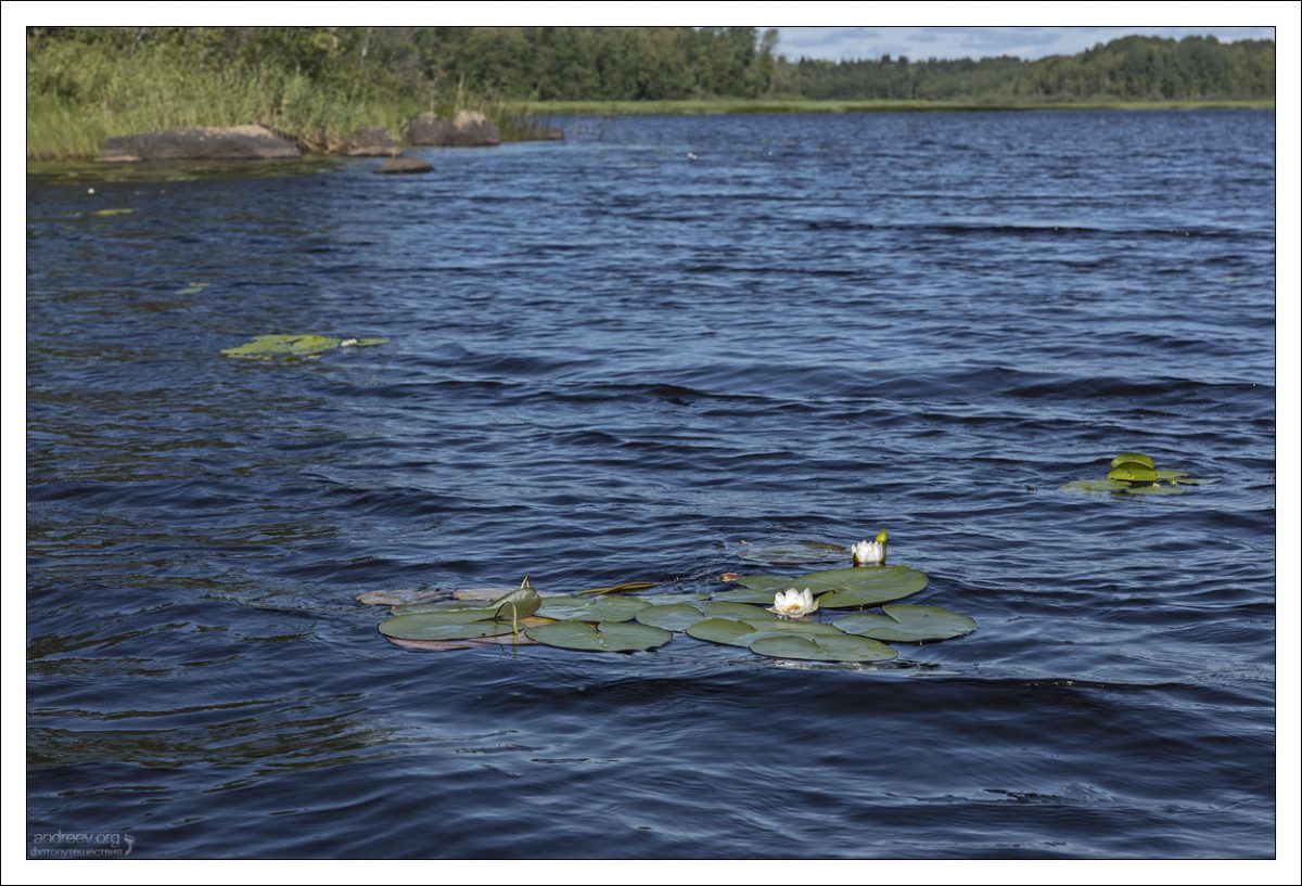 Водяная лилия или кувшинка, она же нимфея (лат. Nymphaéa álba) в Большом Лесном озере.