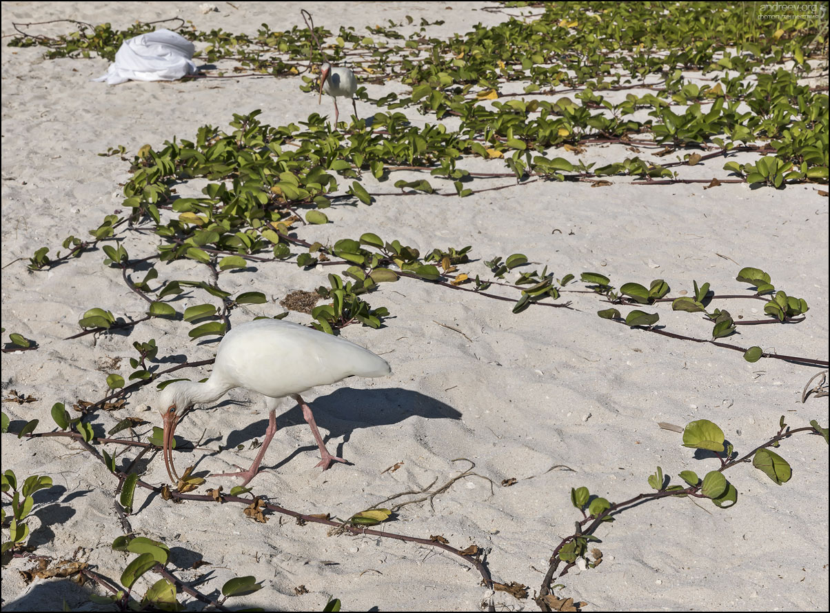 Florida Keys: тезисный обзор