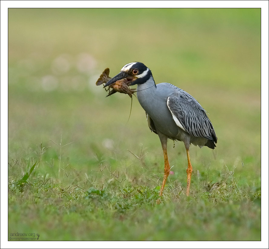 Охота на раков. Brazos Bend, Техас