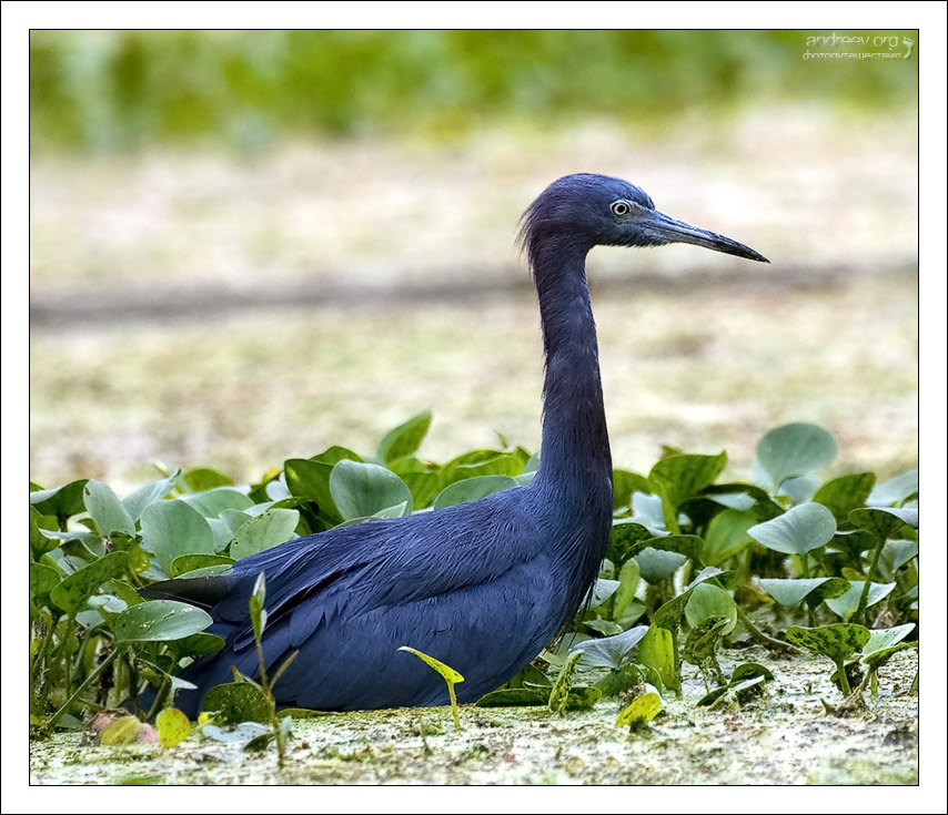 Малая синяя цапля (Egretta caerulea)