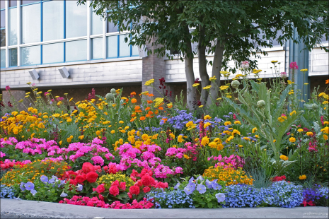 Цветочные клумбы на улицах Анкориджа.