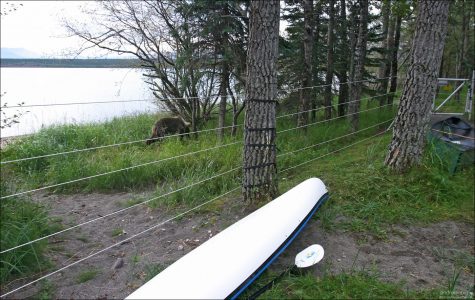 Медведи шастают прямо рядом с кемпингом.