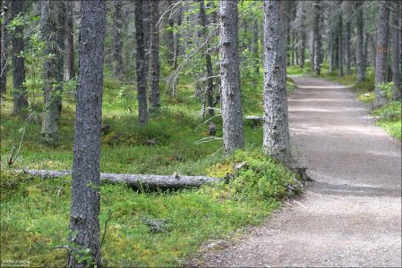 Дорога из кемпинга к водопадам с медведями.
