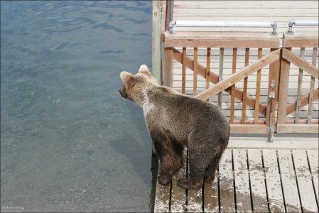 Медведь перед калиткой.