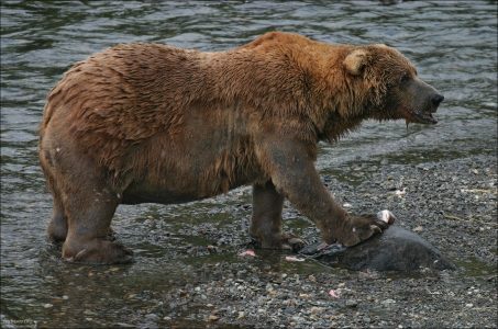 Некоторые медведи едят со стола.