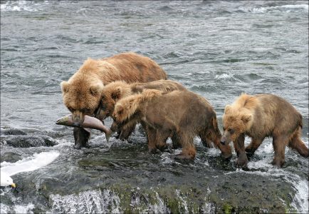 Мать пришла с охоты.