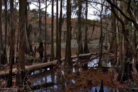 Заболоченная часть озера Каддо.