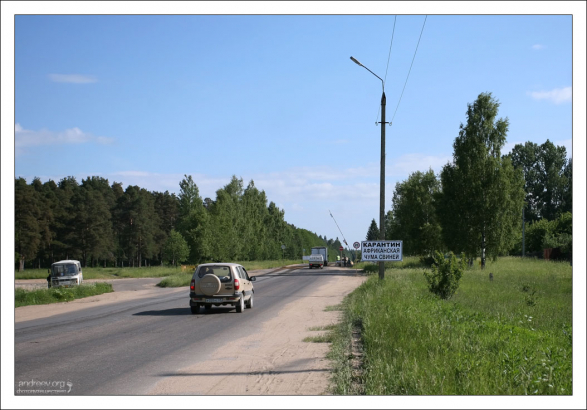 Африканская чума свиней под Торжком. По дороге из Москвы в Санкт-Петербург, Россия.