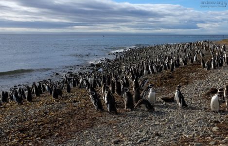 Пингвиний пляж.