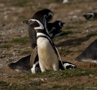 - Ахтунг! Ложись!