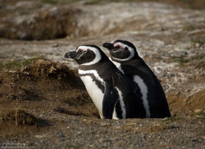 Мы с Тамарой ходим парой.