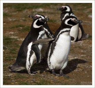 - А мне летать охота!