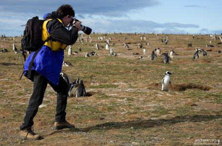 Илья подбирается к пингвинам.
