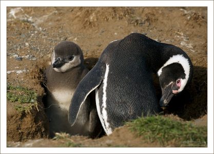 Пингвиниха со своим пингвиненком в норе.