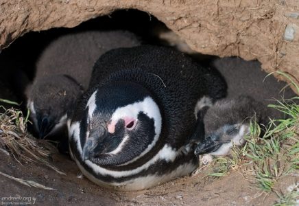 Мама с двумя пингвинятками.