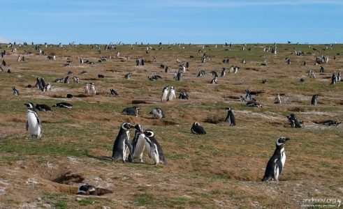 Повседневные дела пингвиньей колонии.