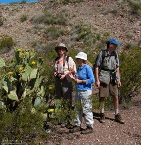 Катя, Таня и Илья на тропе “Mule’s ears” у гигантского кактусового куста.