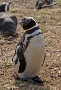 Пингвин подошел знакомиться.