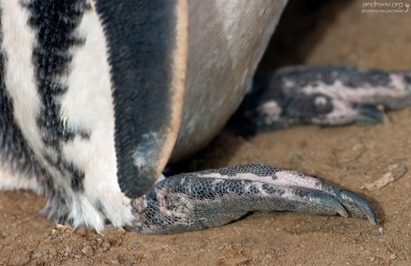 Пингвинья лапка-копалка.