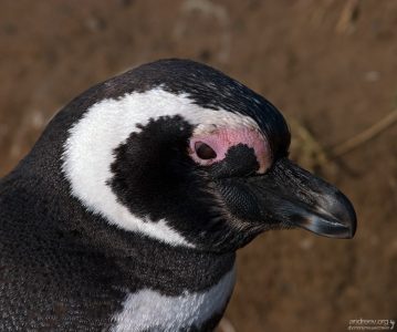Портрет Магелланова пингвина.