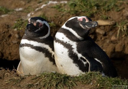 Довольная парочка.