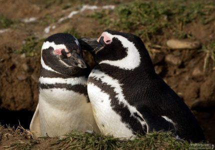 Шепча на ушко...