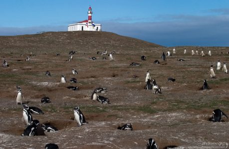 Магеллановы пингвины в своих норах.