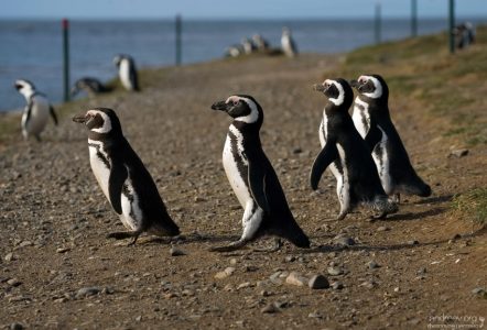 Пингвины-джентльмены отправились на пляж.