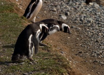 - Прыгать? Тудааа?