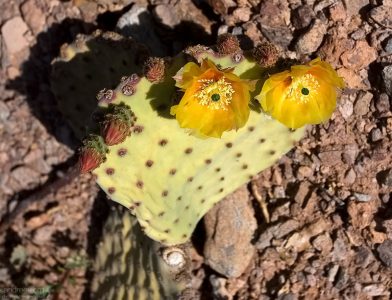 Цветущий грушевидный кактус, похожий на пришельца с глазками.