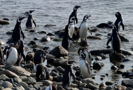 Купальщики.