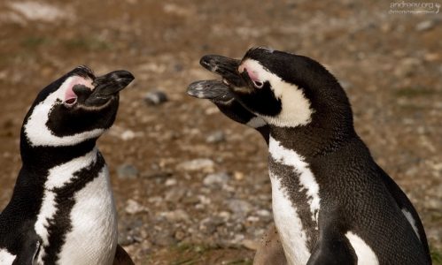 - Сообразим на троих?