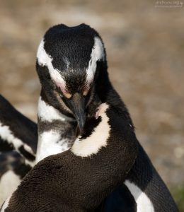 То ли дерутся, то ли чешутся.