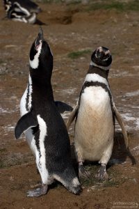 Осмотр певца с пристрастием.