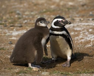 Мама и дитё-переросток.
