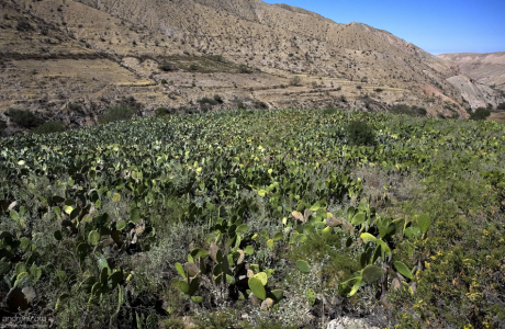 Плантация грушевидных кактусов.