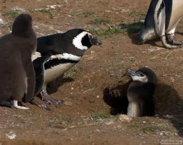 Пингвиниха, похожая на курицу, и два её отпрыска.