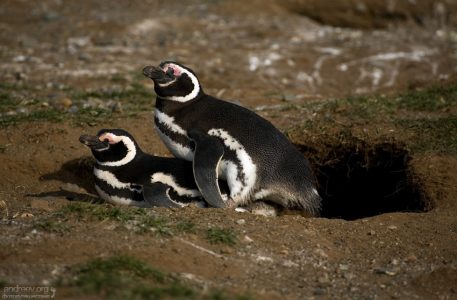 Парочка, которой не хватило места в норе.
