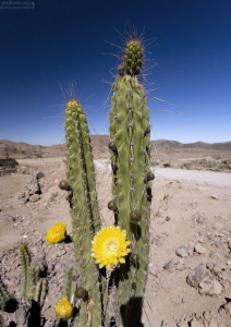 Перуанский кактус-факел (Trichocereus peruvianus).