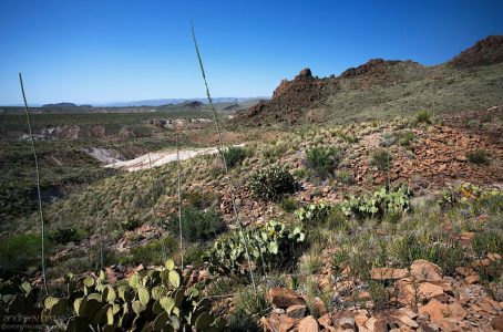 Пустыня еще не перешла в песчаную стадию. Поверхность земли покрывает мелкая щебенка и гравий.