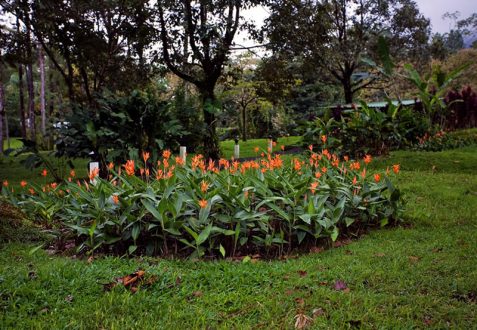 Заросли геликоний и цветов "bird of paradise" около Arenal Observatory.