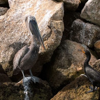 Большой и маленький.