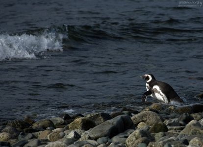 Навстречу волне.